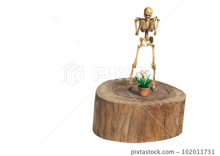 Skeletons stand on wood with flowerpot. Clipping path Skeletons stand on wood with flowerpot. Clipping path 102011731