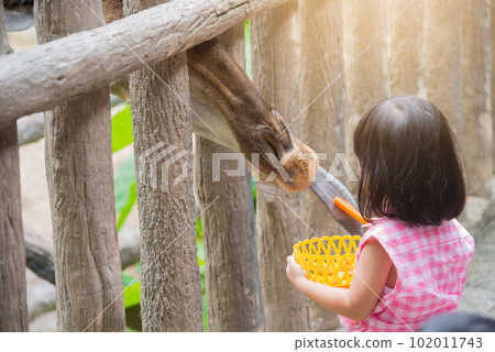 The Giraffe received food from little girl with sweet relationship The Giraffe received food from little girl with sweet relationship 102011743
