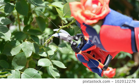 Worker cuts fresh red rose for bouquet with wire cutters Worker cuts fresh red rose for bouquet with wire cutters 102012276
