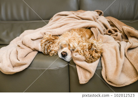 An American Cocker Spaniel is lying on a couch covered with a blanket. An American Cocker Spaniel is lying on a couch covered with a blanket. 102012523