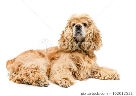 Cute American Cocker Spaniel lying on a white background. Cute American Cocker Spaniel lying on a white background. 102012531