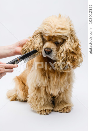 Groomer combing the ears of an American Cocker Spaniel on a white background. Groomer combing the ears of an American Cocker Spaniel on a white background. 102012532