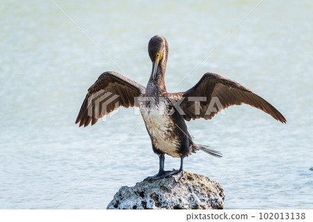 Great cormorant, Phalacrocorax carbo, sits on stone and dries its wings on the wind. 102013138