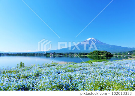 Early summer blue sky and nemophila scenery, and Mt. Fuji Early summer blue sky and nemophila scenery, and Mt. Fuji 102013333