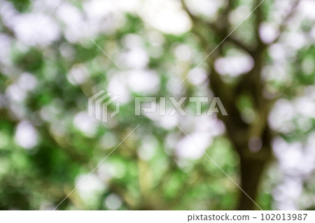 Blur image of abstract bokeh of green tree color 102013987