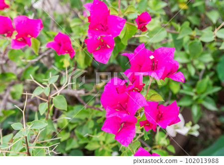 Bougainvillea flower in the garden 102013988