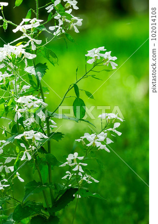 人參草的白花 人參草的白花 102014108