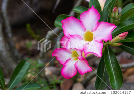 Dewy white yellow pink Adenium flower with leafs Dewy white yellow pink Adenium flower with leafs 102014137