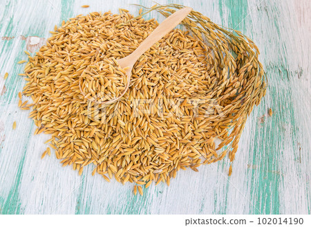 Paddy rice seed in a wooden spoon 102014190