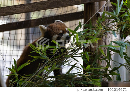 EOSR. Okayama City, Okayama also has a lesser panda. EOSR. Okayama City, Okayama also has a lesser panda. 102014671