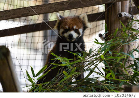 EOSR.A red panda looking happy in Okayama city. 102014672