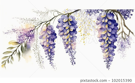 Watercolor painting of wisteria flowers 102015390