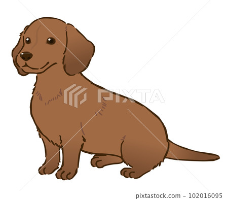 Sitting dachshund (smooth coat, red) 102016095
