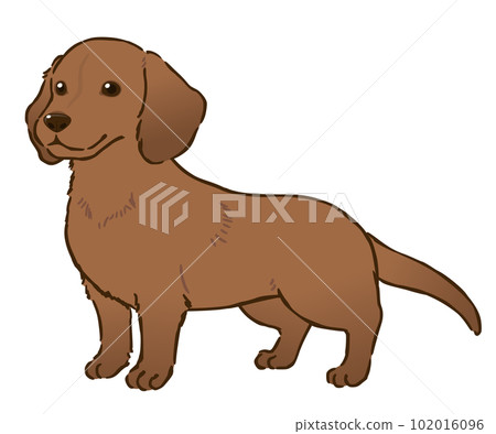 臘腸犬（光滑的被毛，紅色） 102016096