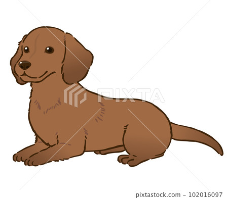 躺著的臘腸犬（光滑的外套，紅色） 102016097