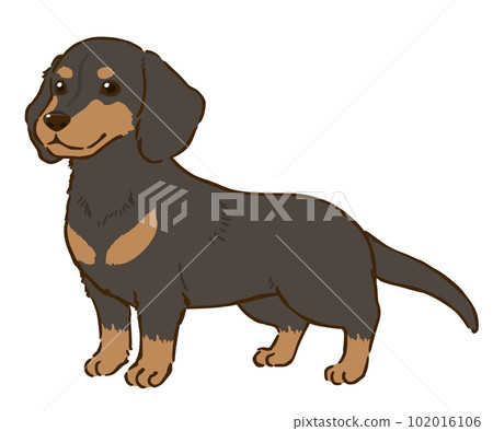 Dachshund (smooth coat, black tan) 102016106