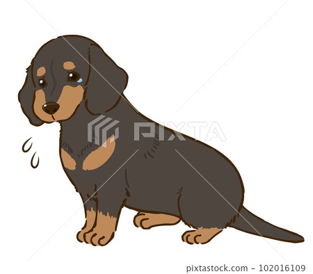 悲傷的臘腸犬(光滑的外套,黑褐色) 悲傷的臘腸犬(光滑的外套,黑褐色) 102016109