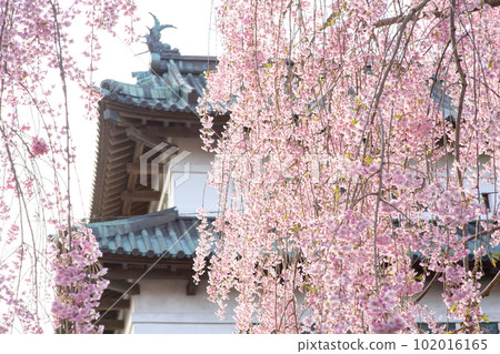 清爽的春天早晨，櫻花和天守閣，青森縣弘前城 102016165