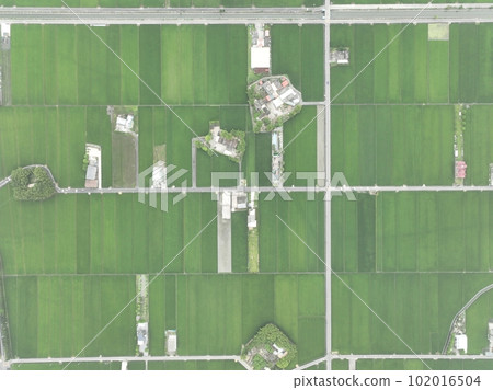paddy 102016504