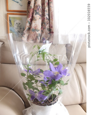 Potted clematis H.F. Young 102016559