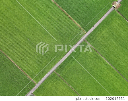 paddy paddy 102016631