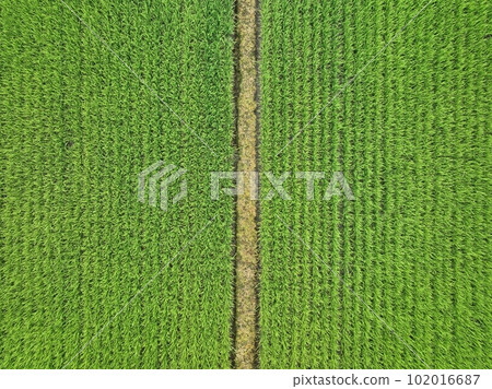 paddy paddy 102016687