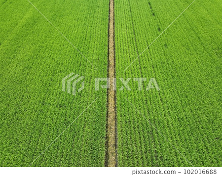 稻田 稻田 102016688