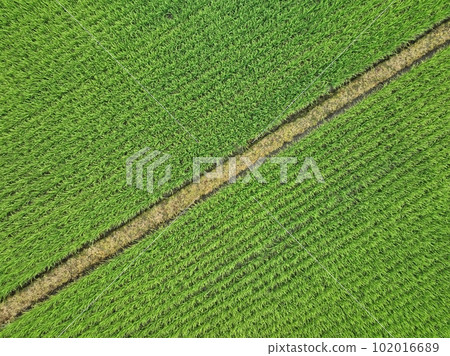 paddy paddy 102016689