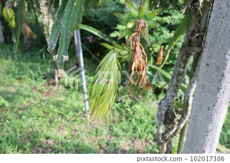 火龍果 火龍果 102017386