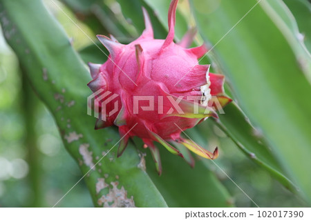 Dragon fruit 102017390
