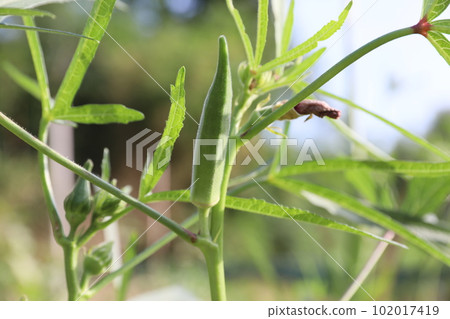 Akiyo Akiyo 102017419