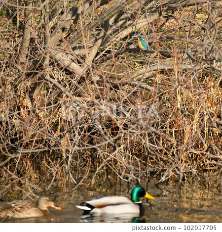 Swan landing place in Kawashima-cho, Hiki-gun, Saitama Prefecture A kingfisher perched on a river bank and a mallard swimming on the water 102017705