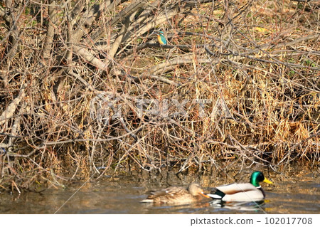 Swan landing place in Kawashima-cho, Hiki-gun, Saitama Prefecture A kingfisher perched on a river bank and a mallard swimming on the water 102017708