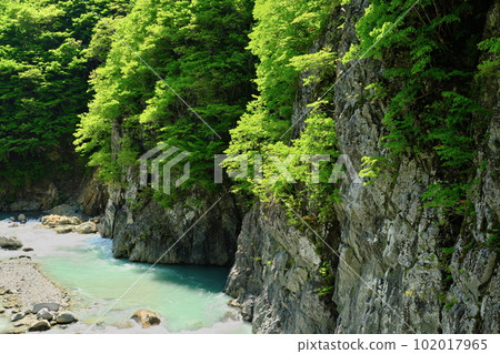 信州秋山鄉中津川谷的岸壁染上了絢麗的新鮮綠色植物 102017965