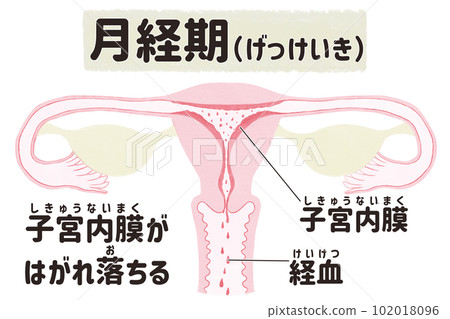子宮在月經週期（月經期）中的圖解插圖日語 102018096