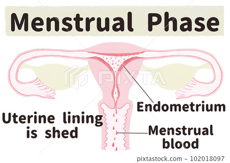 Illustrated illustration of the uterus during the menstrual cycle (menstrual period) English Illustrated illustration of the uterus during the menstrual cycle (menstrual period) English 102018097