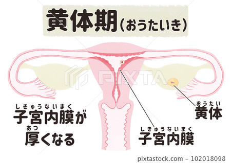 Illustrated illustration of the uterus during the menstrual cycle (luteal phase) Japanese 102018098