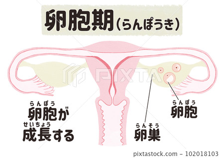 Illustrated illustration of the uterus in the menstrual cycle (follicular phase) Japanese 102018103