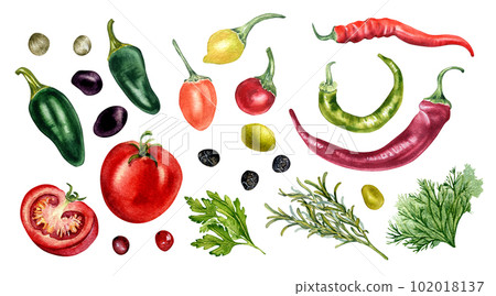 Set of tomato, olives, hot peppers and herbs watercolor illustration isolated on white. Jalapeno, peppercorns, chilli pepper, parsley, rosemary hand drawn. Elements for menu, cookbook, package Set of tomato, olives, hot peppers and herbs watercolor illustration isolated on white. Jalapeno, peppercorns, chilli pepper, parsley, rosemary hand drawn. Elements for menu, cookbook, package 102018137