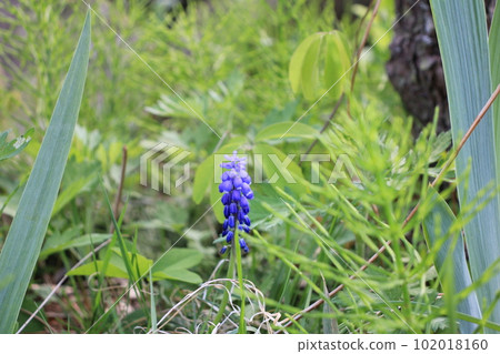 穆斯卡里藍紫色花朵 穆斯卡里藍紫色花朵 102018160