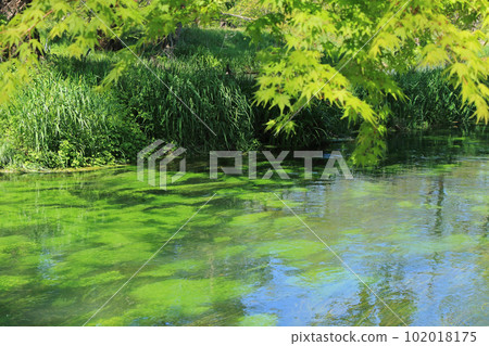 安曇野大王芥末農場的清流 102018175