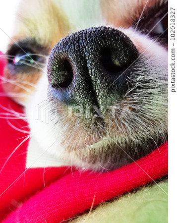 detail of chihuahua nose detail of chihuahua nose 102018327