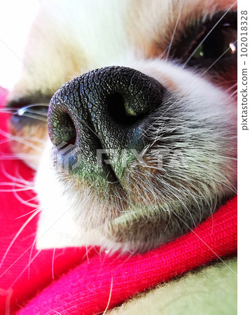 detail of chihuahua nose detail of chihuahua nose 102018328