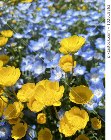 漂亮的黃色花菊花多核 漂亮的黃色花菊花多核 102018862