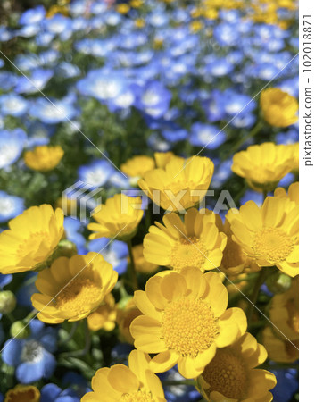 漂亮的黃色花菊花多核 102018871