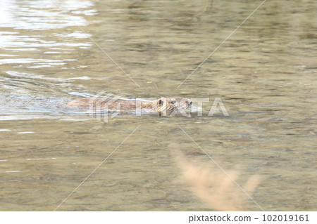 Nutria crossing the river Nutria crossing the river 102019161