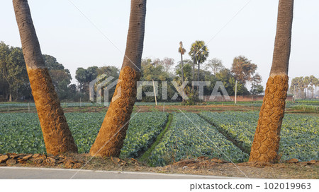 Cow Dung Patties on the Coconut Tree, Gaya, Bihar.. Cow Dung Patties on the Coconut Tree, Gaya, Bihar.. 102019963