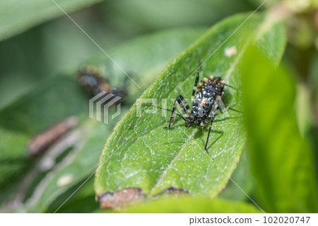 Sphedanolestes turtle larva 102020747