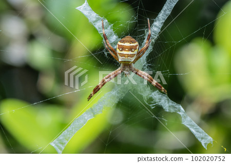 小Araneidae 102020752