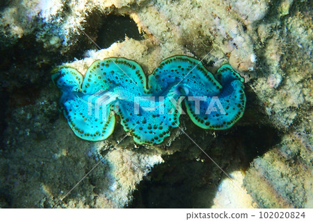 giant clam from egypt 102020824